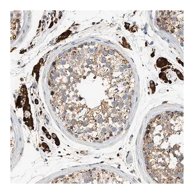 Merck Anti-ENTHD1 antibody produced in rabbit