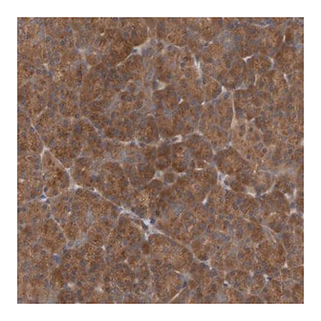 Merck Anti-UBAP1 antibody produced in rabbit