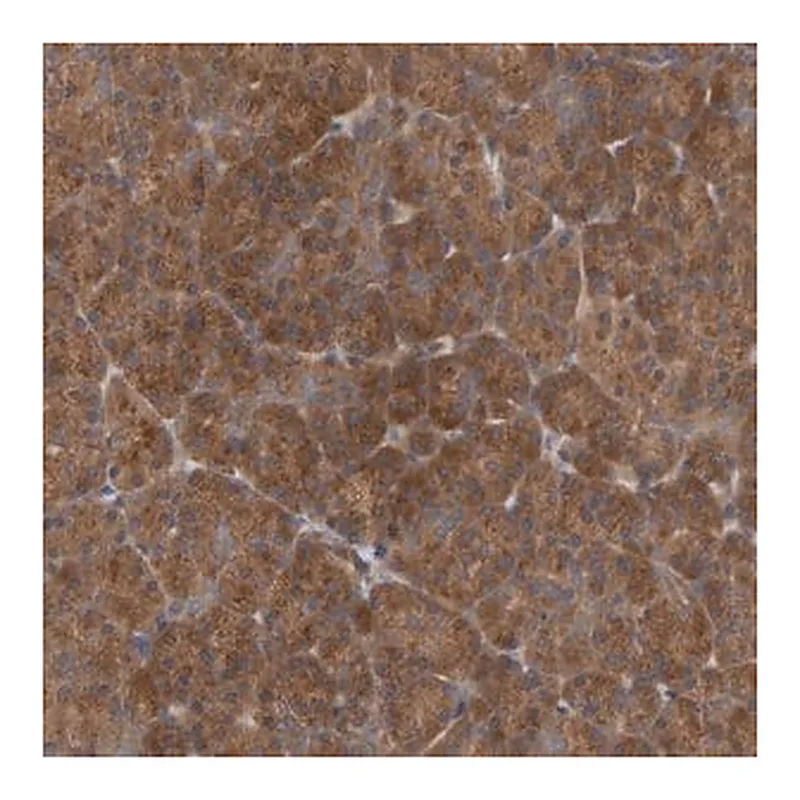 Merck Anti-UBAP1 antibody produced in rabbit