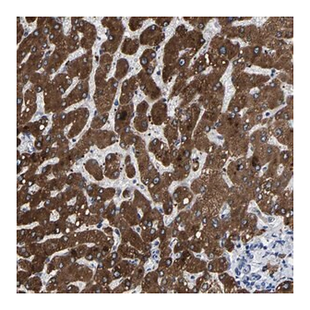 Merck Anti-CCDC171 antibody produced in rabbit