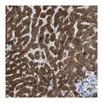 Merck Anti-CCDC171 antibody produced in rabbit