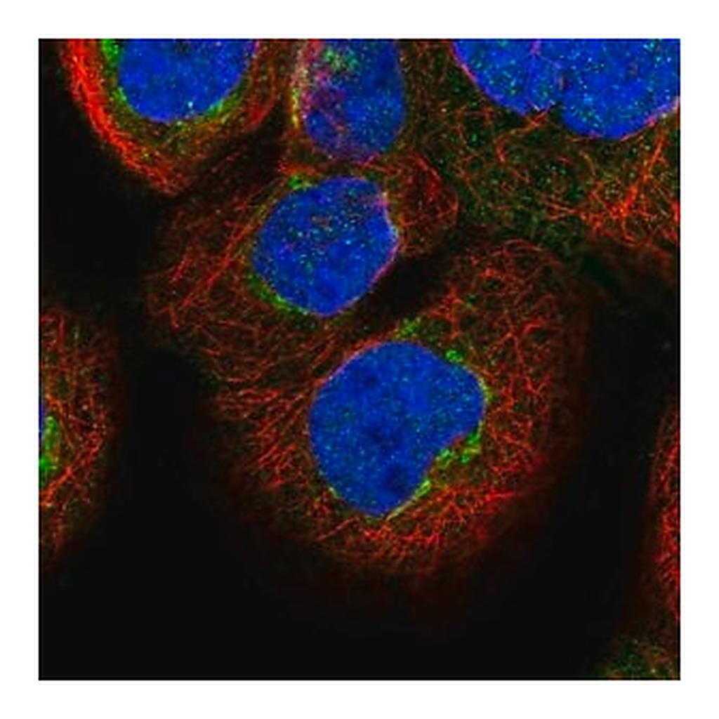 Merck Anti-FAM20C antibody produced in rabbit