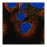 Merck Anti-FAM20C antibody produced in rabbit