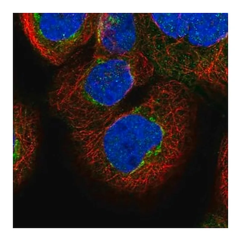 Merck Anti-FAM20C antibody produced in rabbit