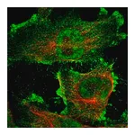 Merck Anti-ARHGAP23 antibody produced in rabbit