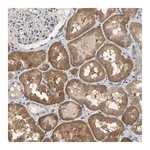 Merck Anti-SSH1 antibody produced in rabbit