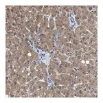 Merck Anti-NUDT5 antibody produced in rabbit