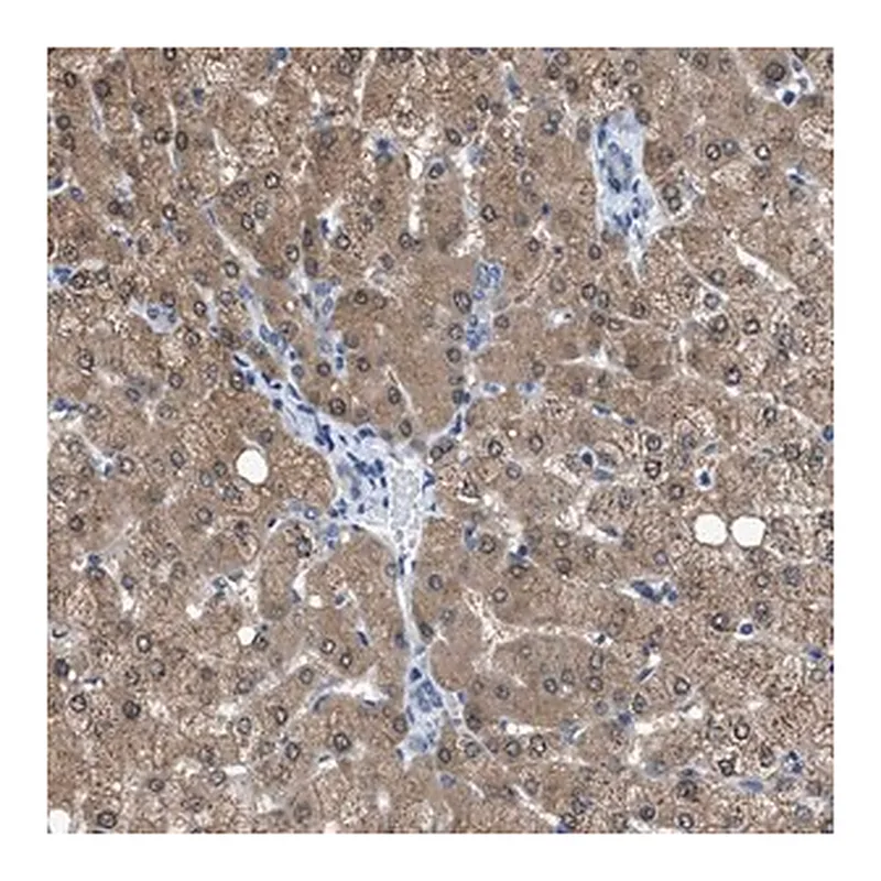Merck Anti-NUDT5 antibody produced in rabbit