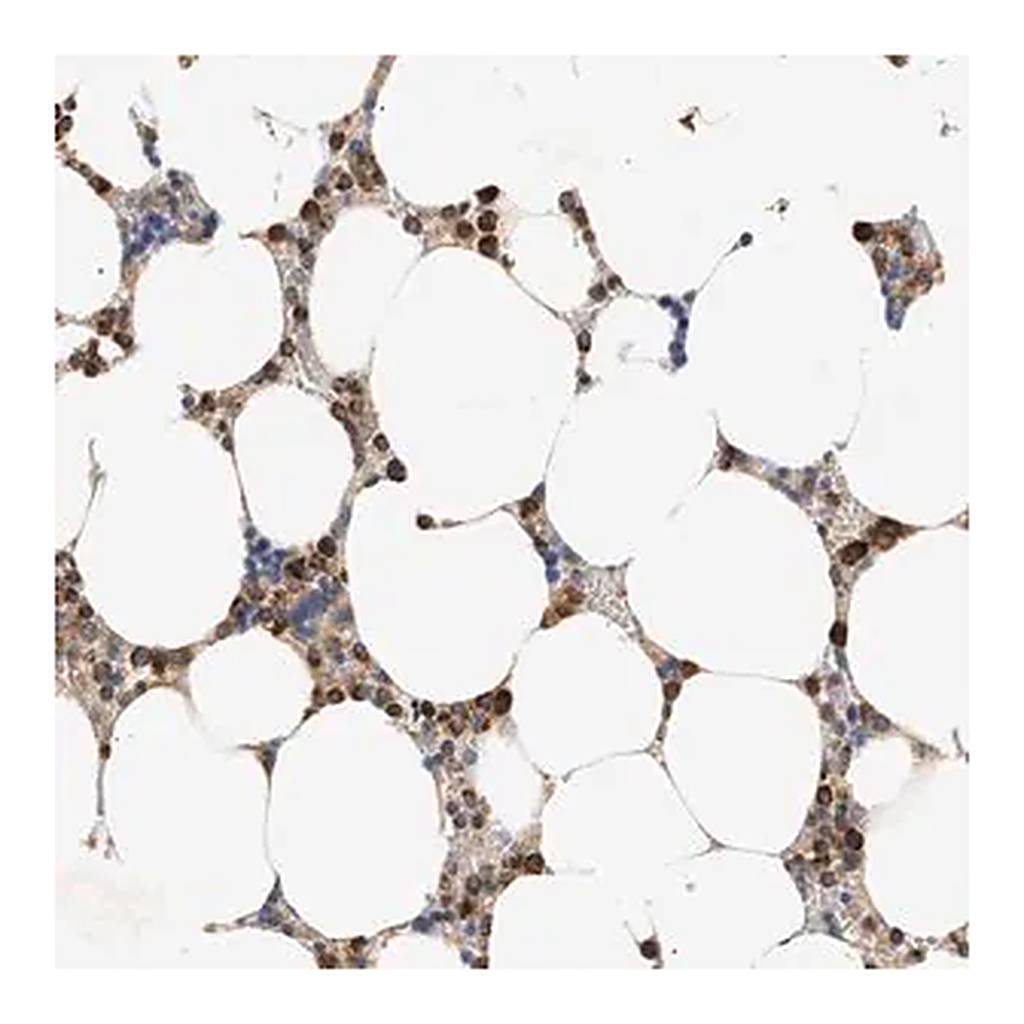 Merck Anti-TRIM50 antibody produced in rabbit