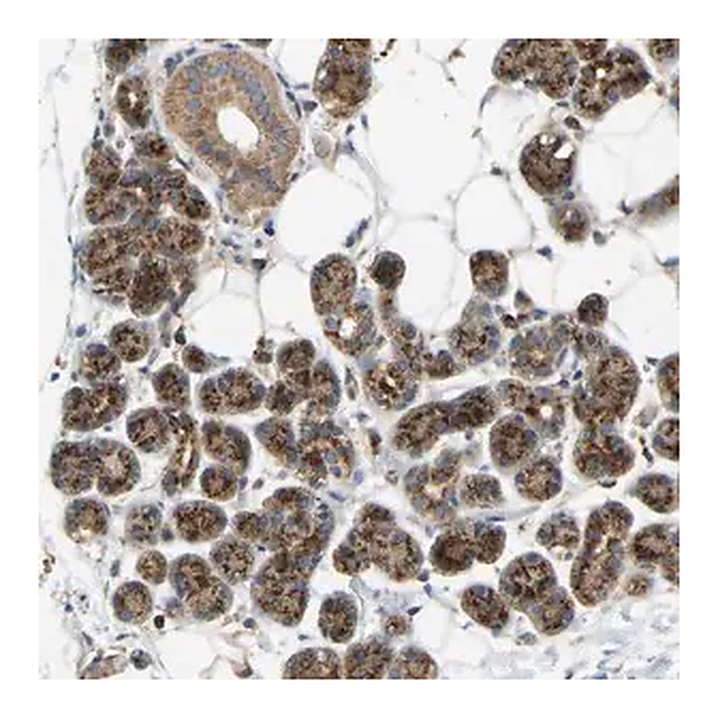 Merck Anti-YIPF2 antibody produced in rabbit