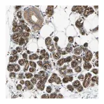 Merck Anti-YIPF2 antibody produced in rabbit