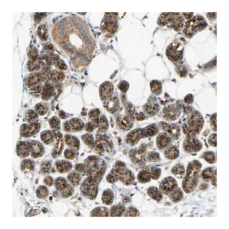 Merck Anti-YIPF2 antibody produced in rabbit