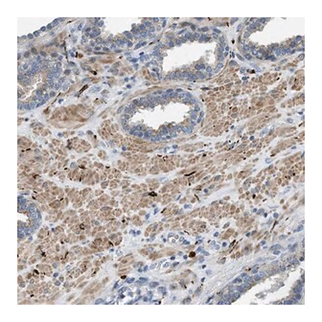 Merck Anti-URGCP antibody produced in rabbit