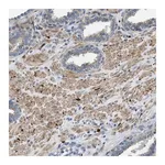 Merck Anti-URGCP antibody produced in rabbit
