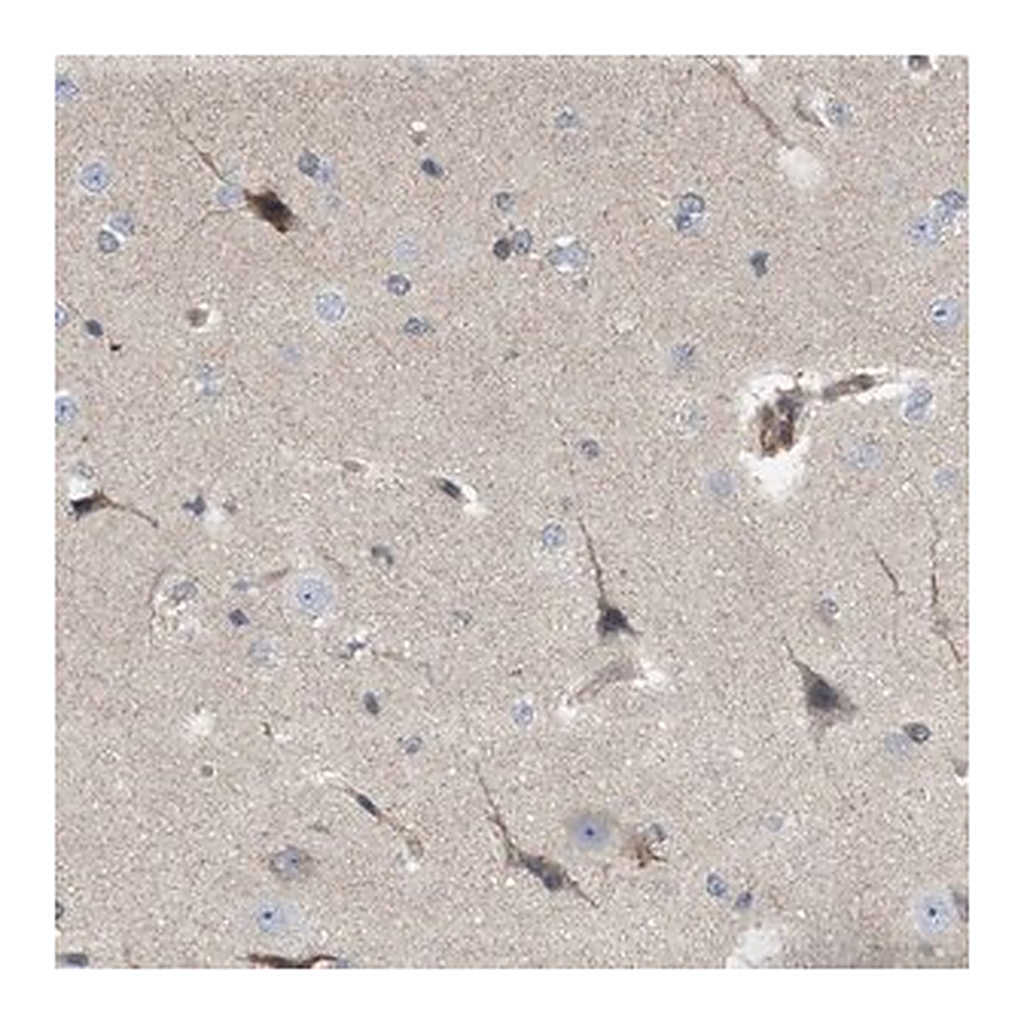 Merck Anti-NAPEPLD antibody produced in rabbit