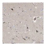 Merck Anti-NAPEPLD antibody produced in rabbit