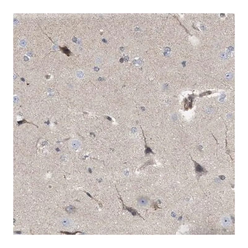 Merck Anti-NAPEPLD antibody produced in rabbit