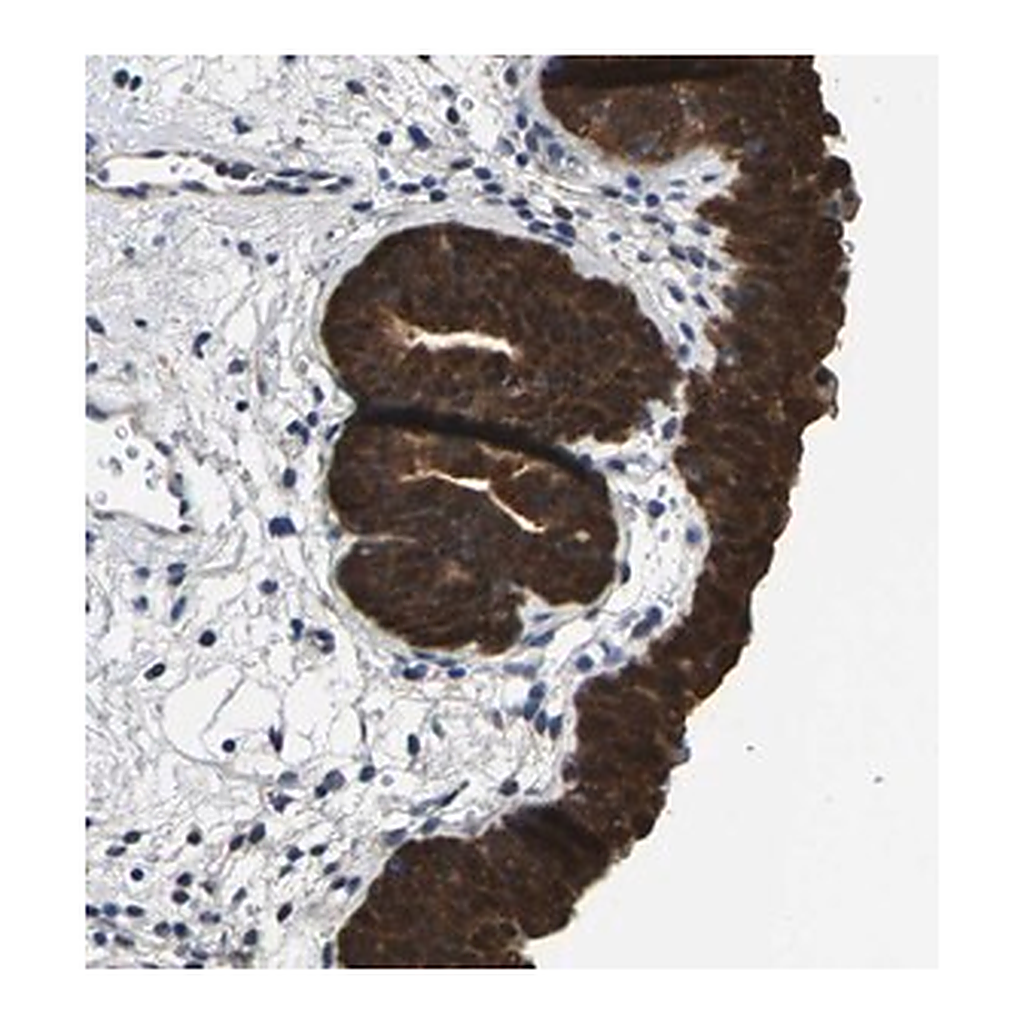 Merck Anti-SSH3 antibody produced in rabbit