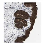 Merck Anti-SSH3 antibody produced in rabbit