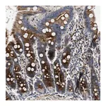 Merck Anti-IL17RC antibody produced in rabbit