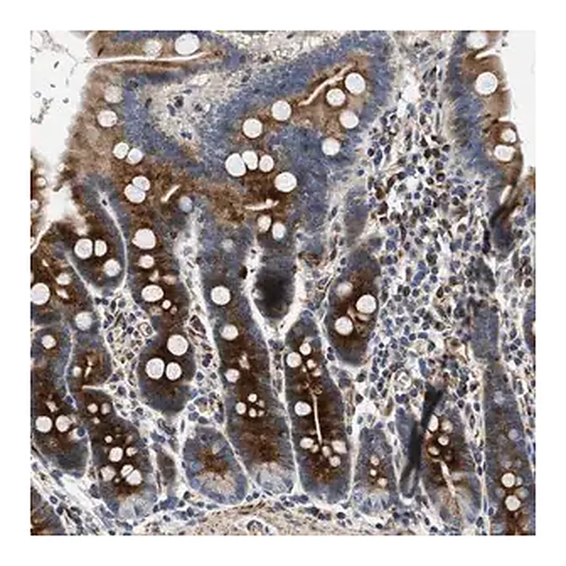 Merck Anti-IL17RC antibody produced in rabbit