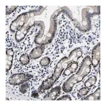 Merck Anti-PTRHD1 antibody produced in rabbit