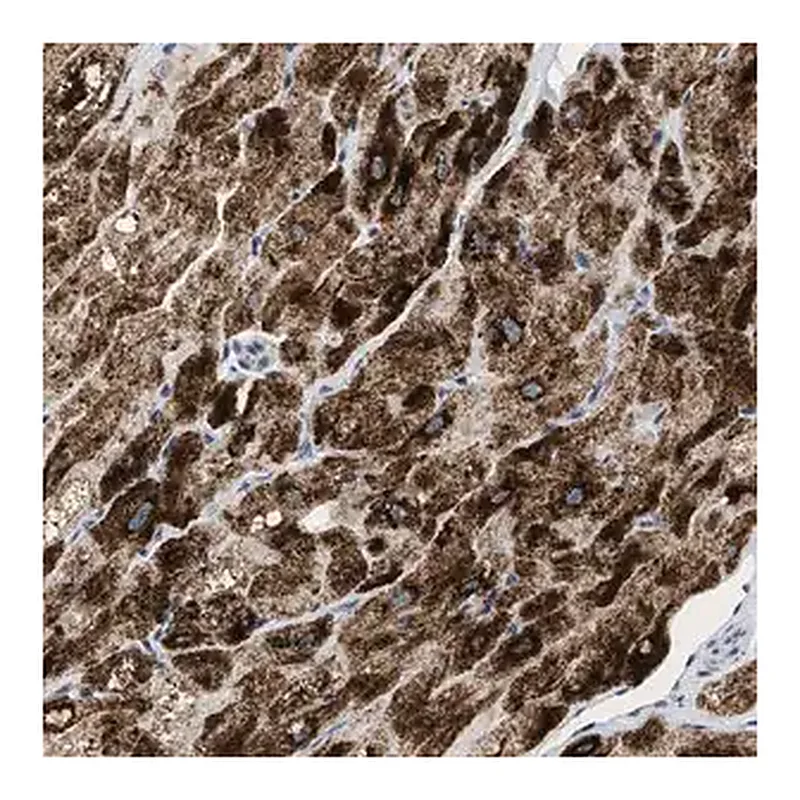 Merck Anti-PPM1L antibody produced in rabbit