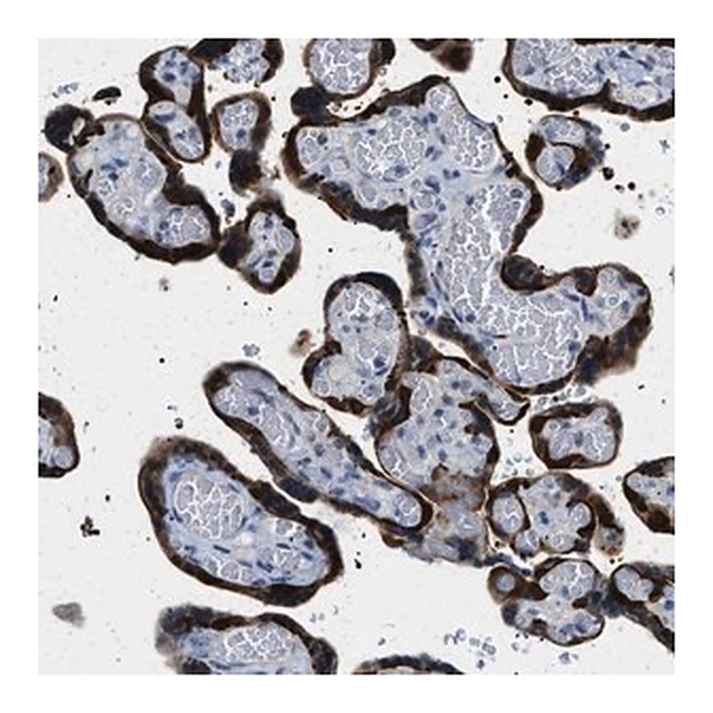 Merck Anti-PHRF1 antibody produced in rabbit
