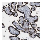 Merck Anti-PHRF1 antibody produced in rabbit