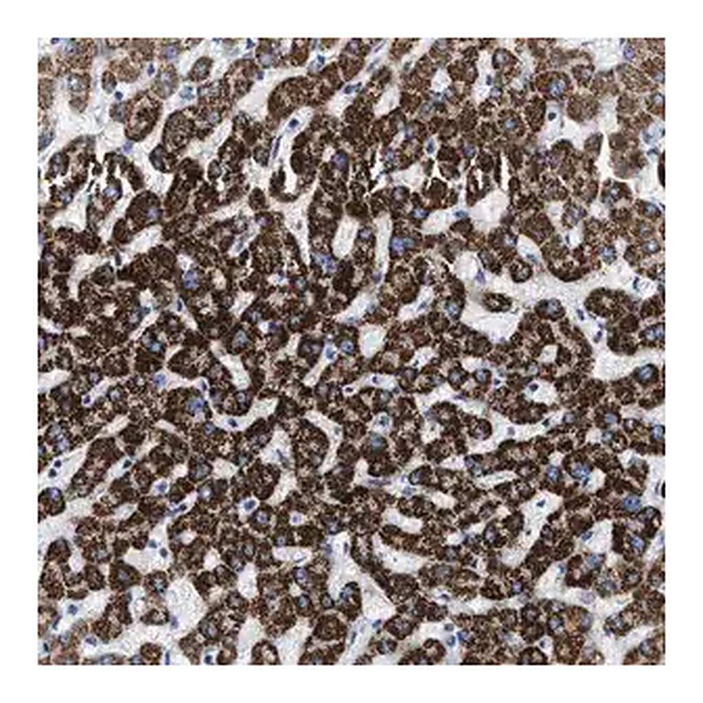 Merck Anti-JADE1 antibody produced in rabbit