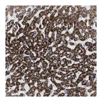 Merck Anti-JADE1 antibody produced in rabbit