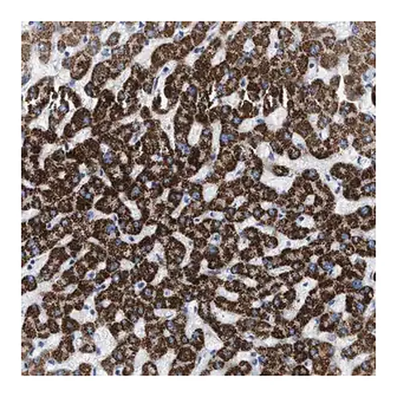Merck Anti-JADE1 antibody produced in rabbit