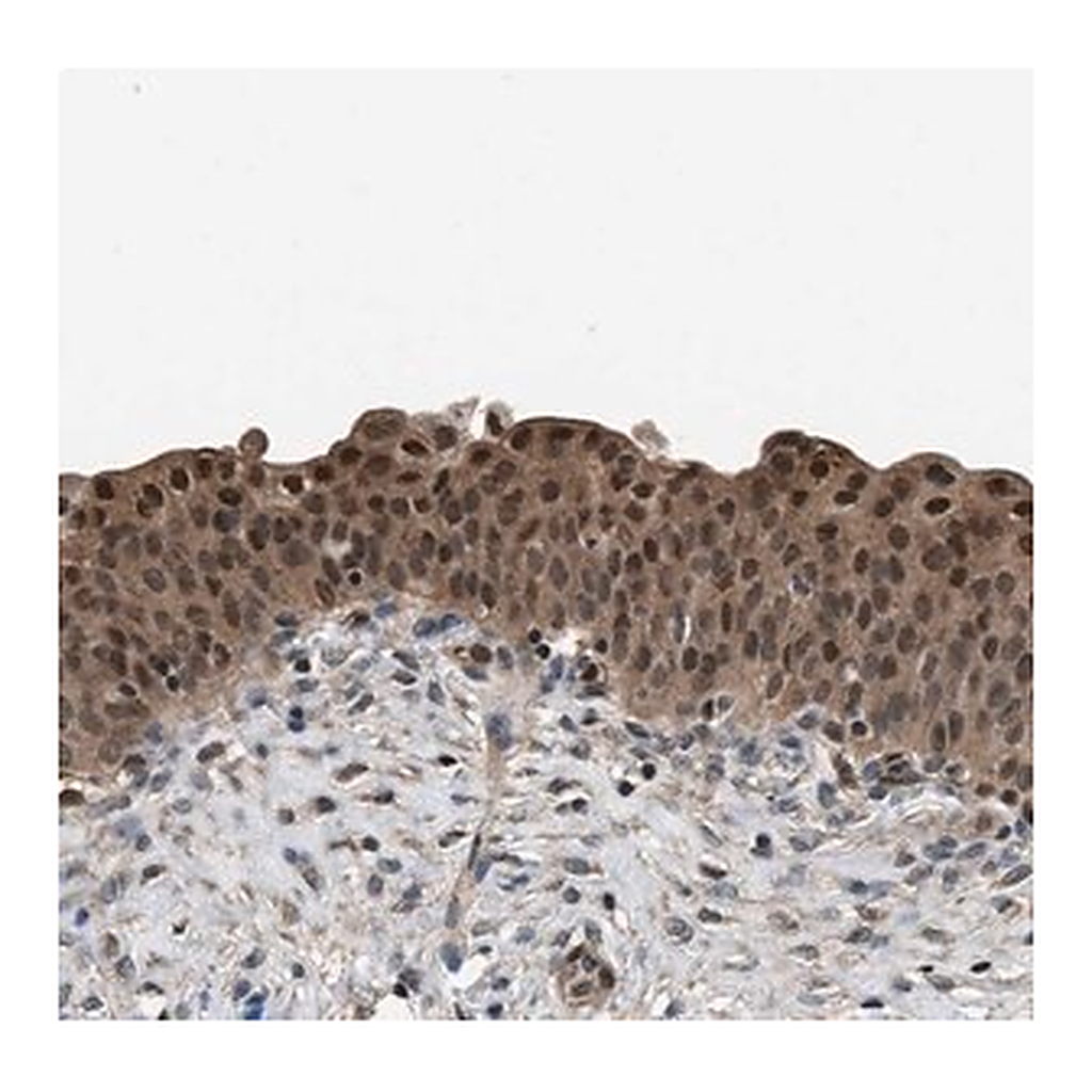 Merck Anti-DFFA antibody produced in rabbit