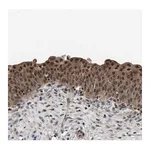 Merck Anti-DFFA antibody produced in rabbit