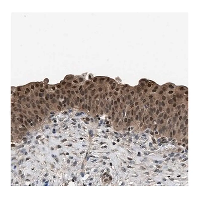 Merck Anti-DFFA antibody produced in rabbit