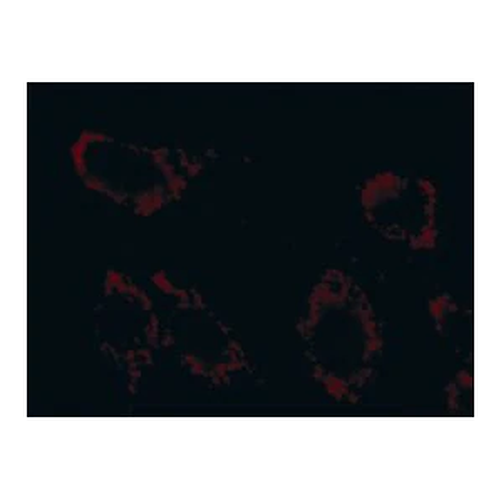 Merck Anti-Superoxide Dismutase (MnSOD) (DD-17)−Cy3 antibody produced in rabbit