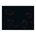 Merck Anti-Superoxide Dismutase (MnSOD) (DD-17)−Cy3 antibody produced in rabbit