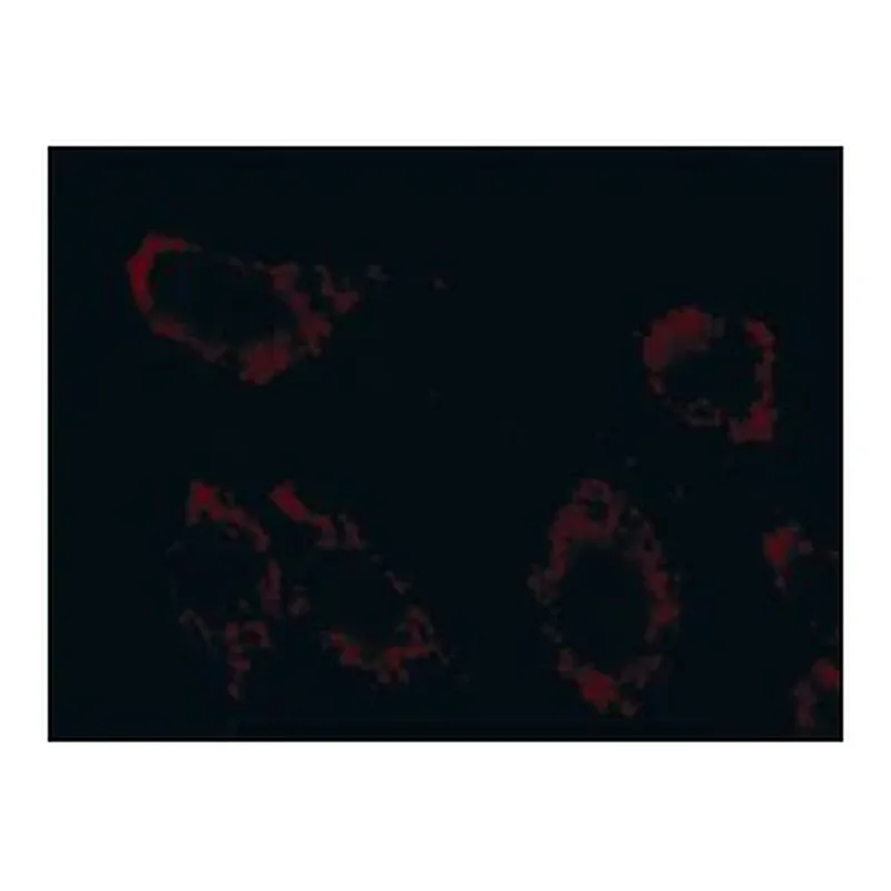 Merck Anti-Superoxide Dismutase (MnSOD) (DD-17)−Cy3 antibody produced in rabbit