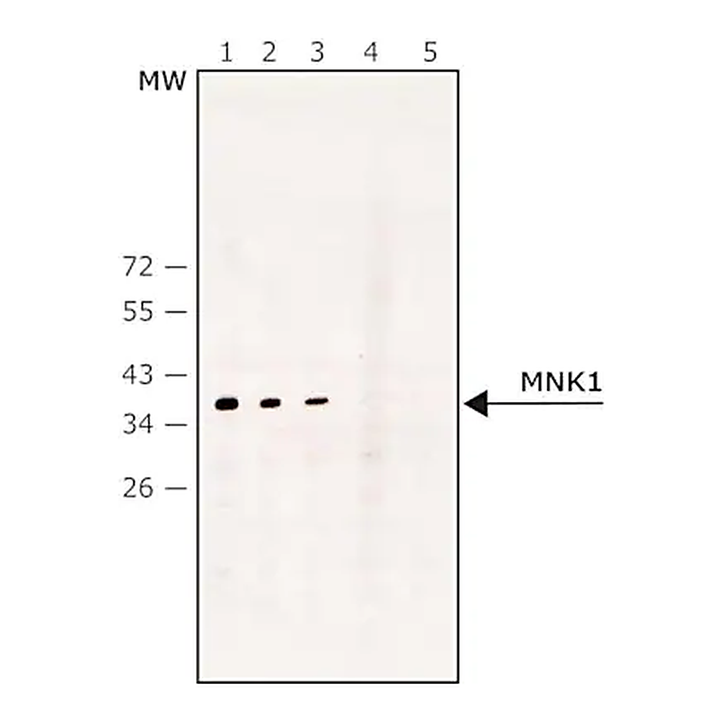 Merck Anti-MNK1 antibody produced in rabbit