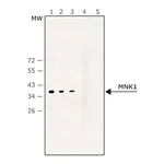 Merck Anti-MNK1 antibody produced in rabbit
