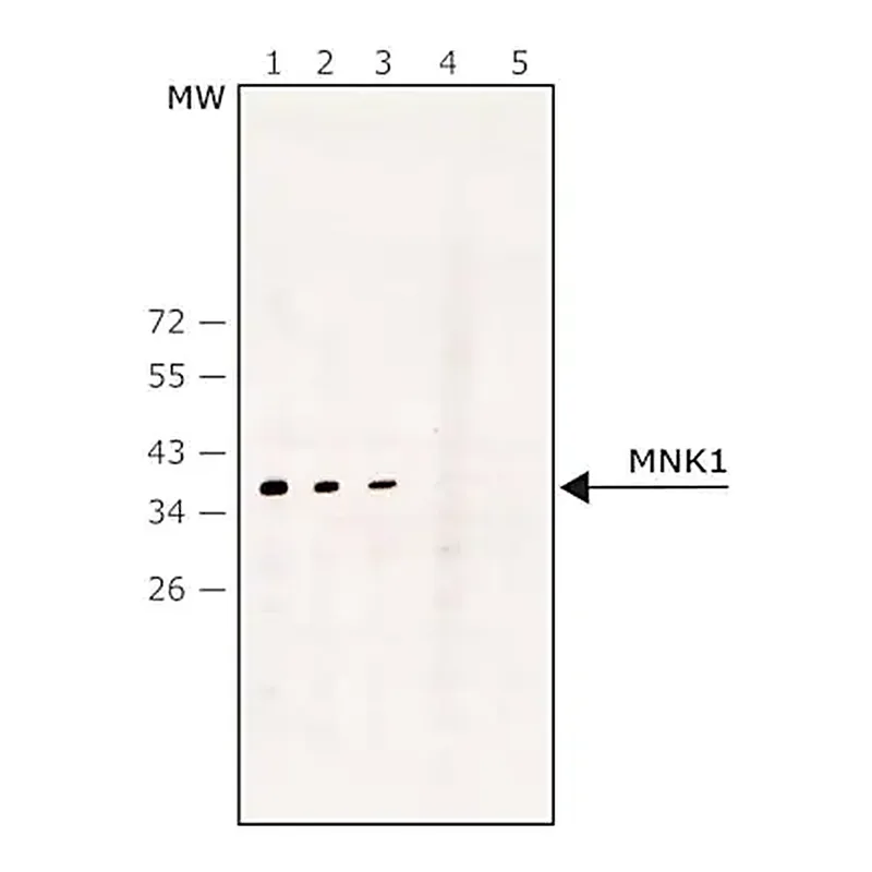 Merck Anti-MNK1 antibody produced in rabbit