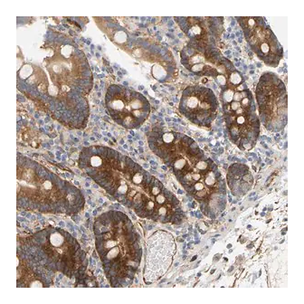 Merck Anti-RAPH1 antibody produced in rabbit
