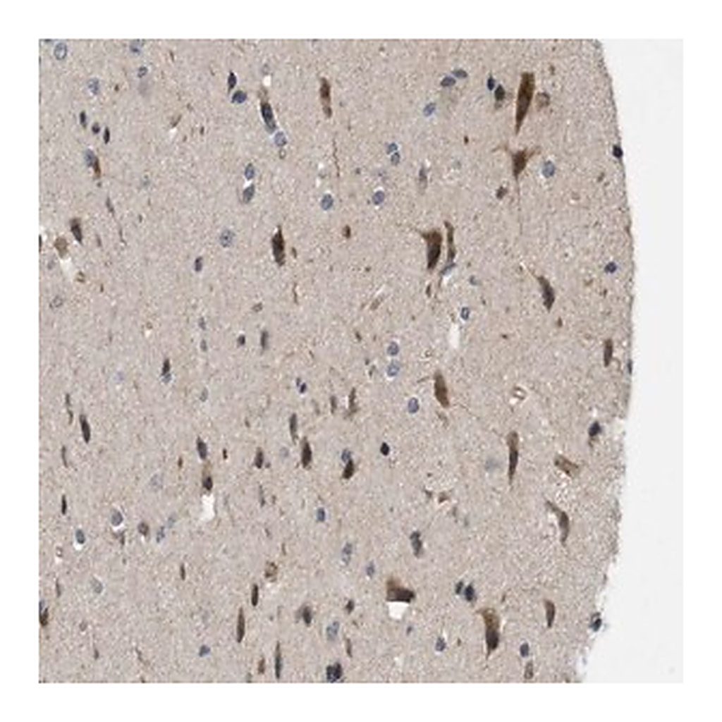 Merck Anti-CALHM1 antibody produced in rabbit