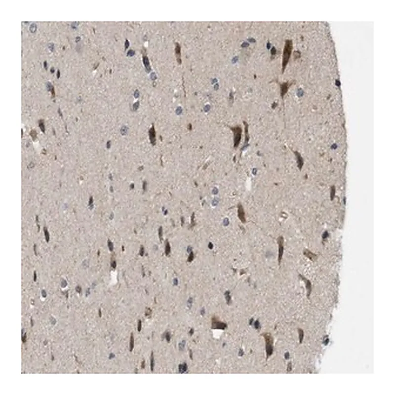 Merck Anti-CALHM1 antibody produced in rabbit