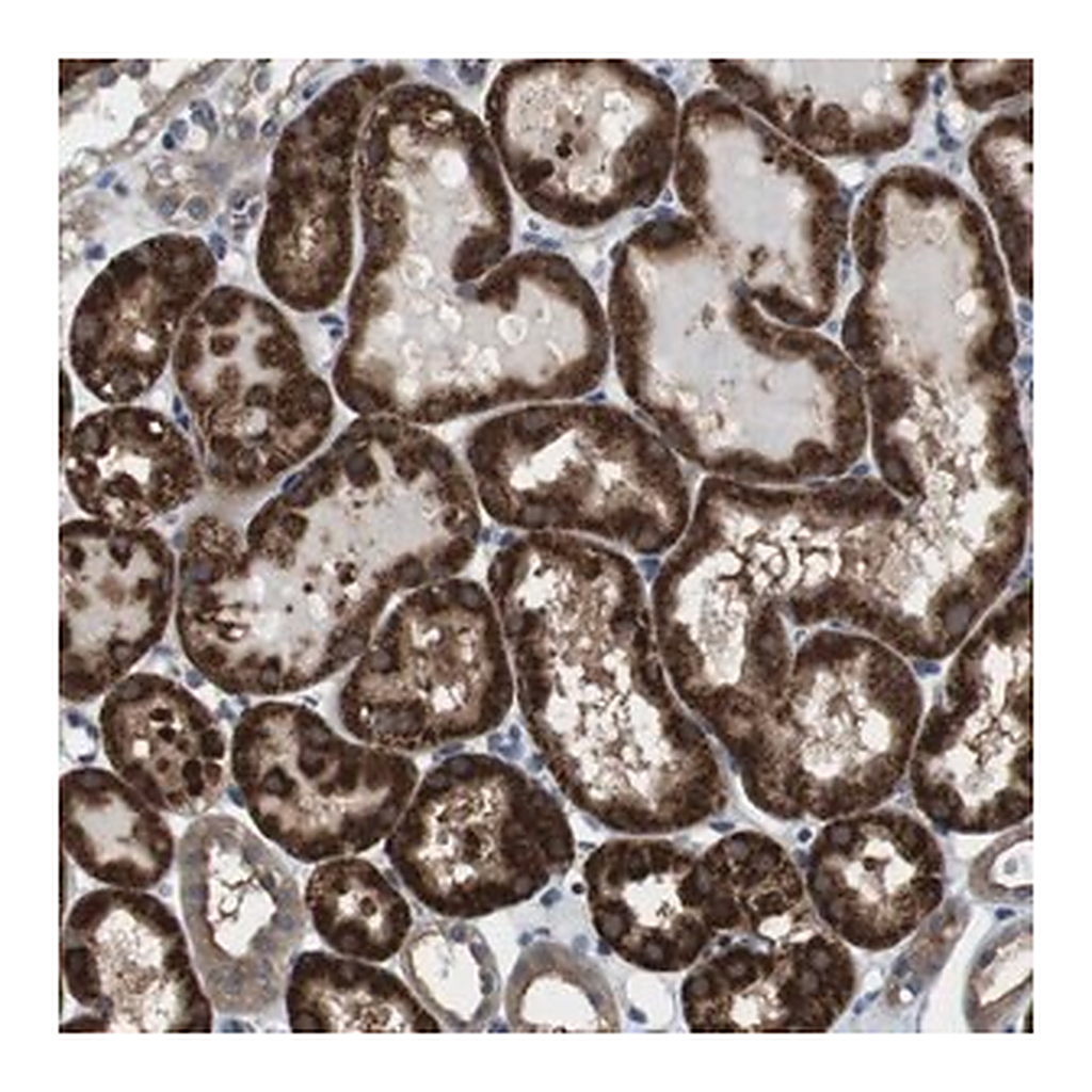 Merck Anti-CDC34 antibody produced in rabbit