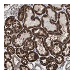 Merck Anti-CDC34 antibody produced in rabbit