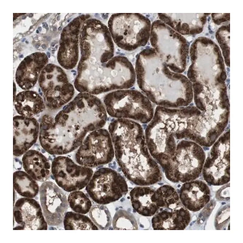 Merck Anti-CDC34 antibody produced in rabbit