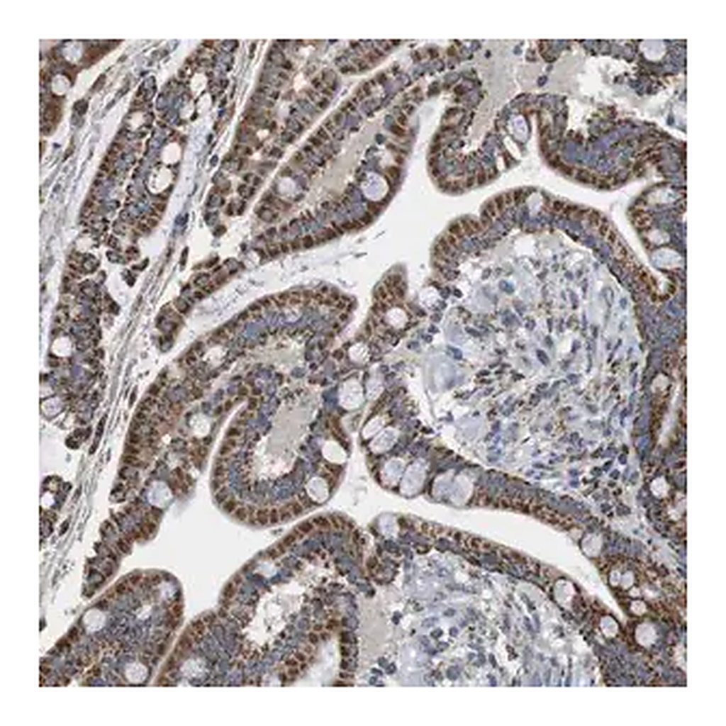 Merck Anti-CALHM2 antibody produced in rabbit