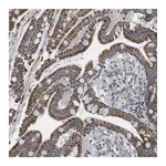 Merck Anti-CALHM2 antibody produced in rabbit