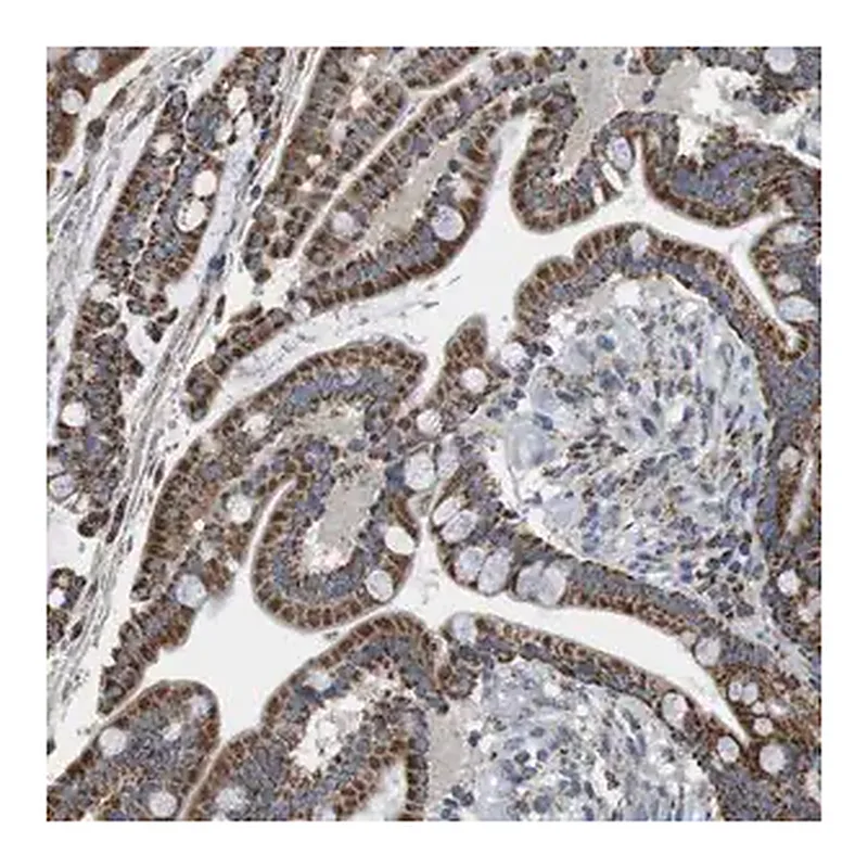 Merck Anti-CALHM2 antibody produced in rabbit